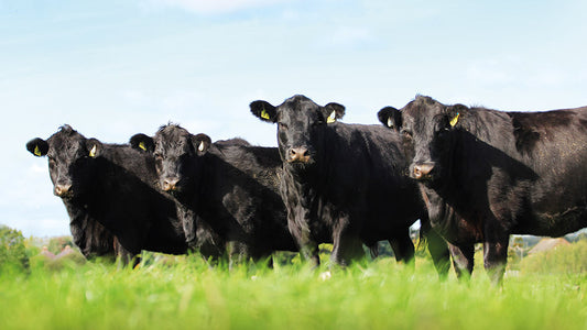 Fresh Angus Beef Delivered Straight to Your Doorstep in Clovis and Fresno County